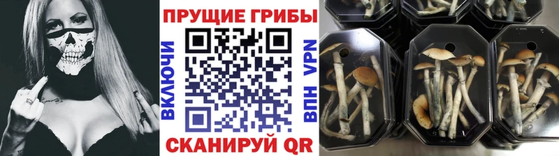Псилоцибиновые грибы мухоморы  где можно купить   Кореновск 